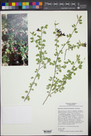 Bauhinia ramosissima image