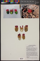 Opuntia pilifera image