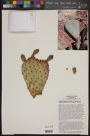 Opuntia basilaris var. longiareolata image