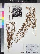 Aspalathus contaminatus image