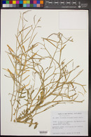 Image of Erucastrum strigosum