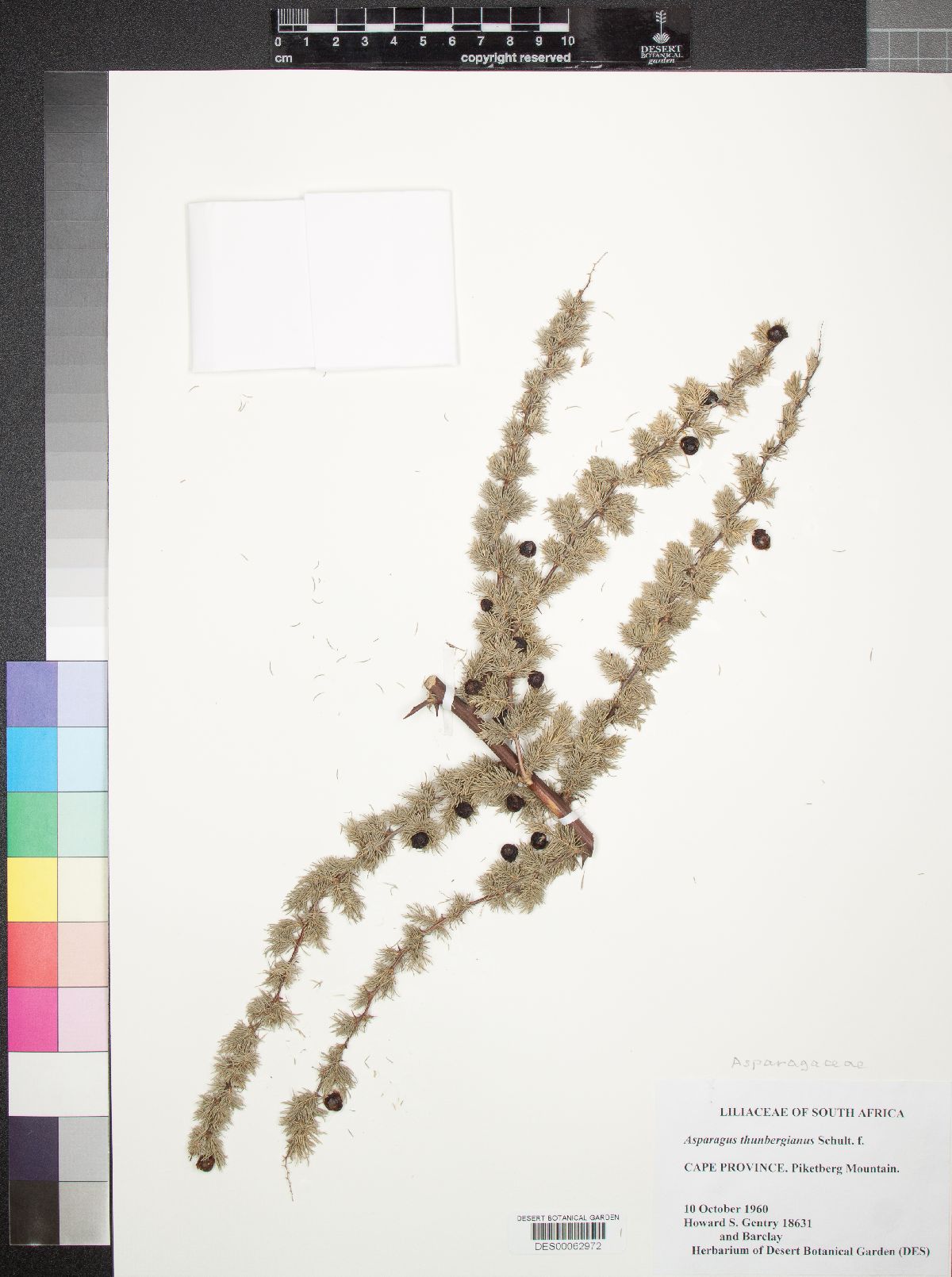 Asparagus thunbergianus image