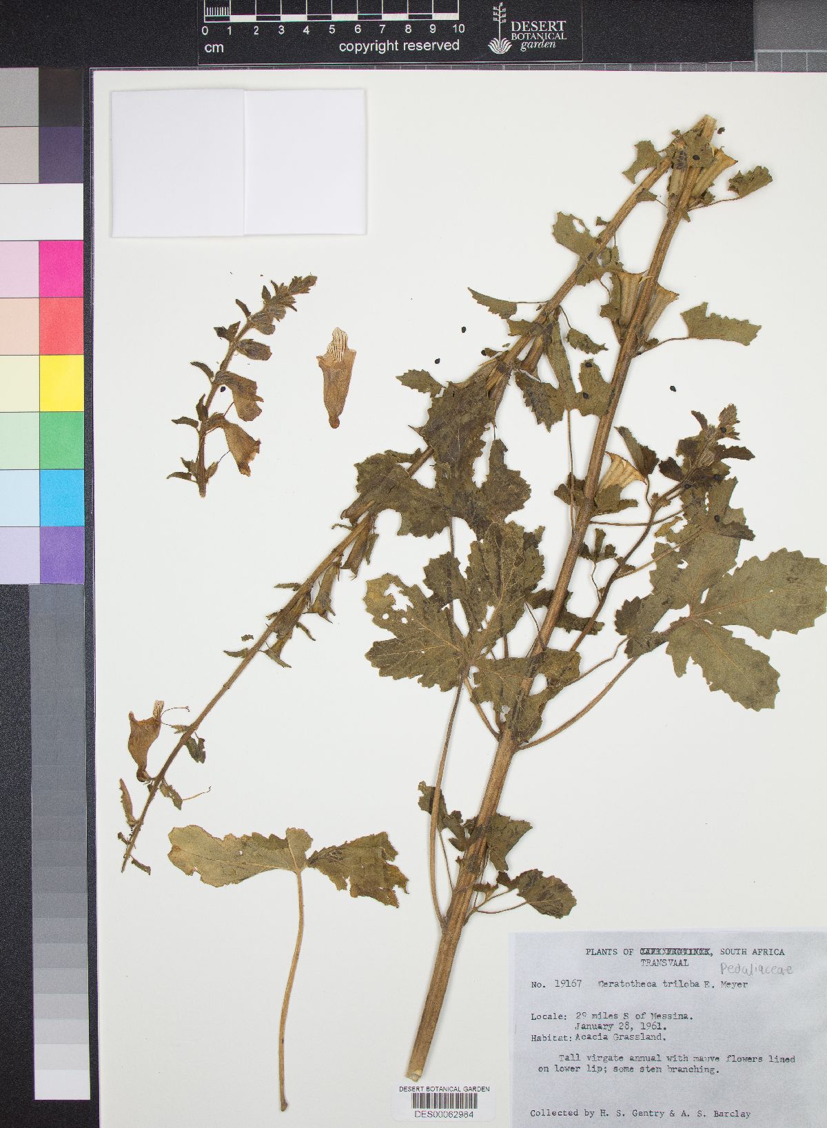 Ceratotheca image