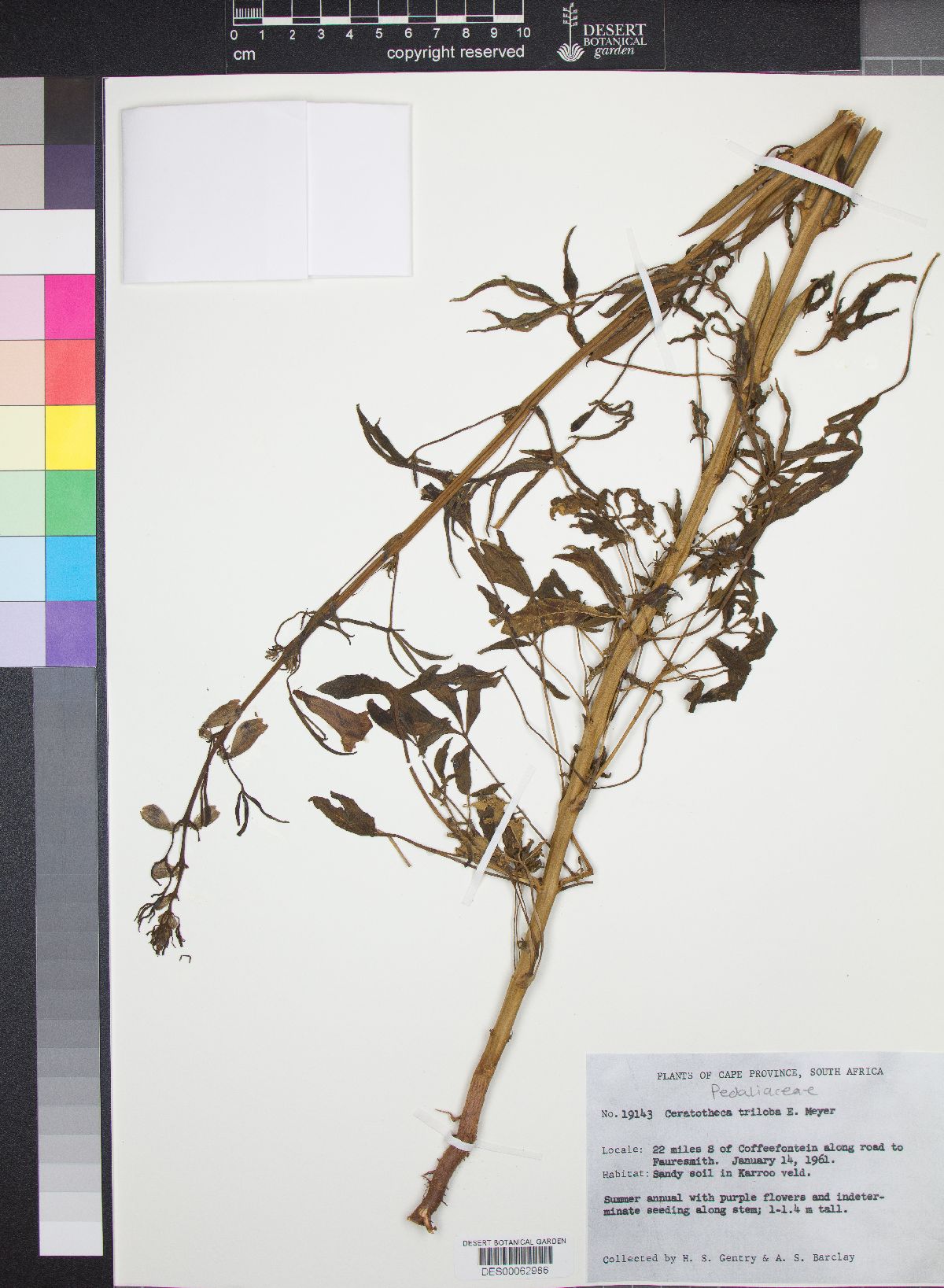 Ceratotheca triloba image
