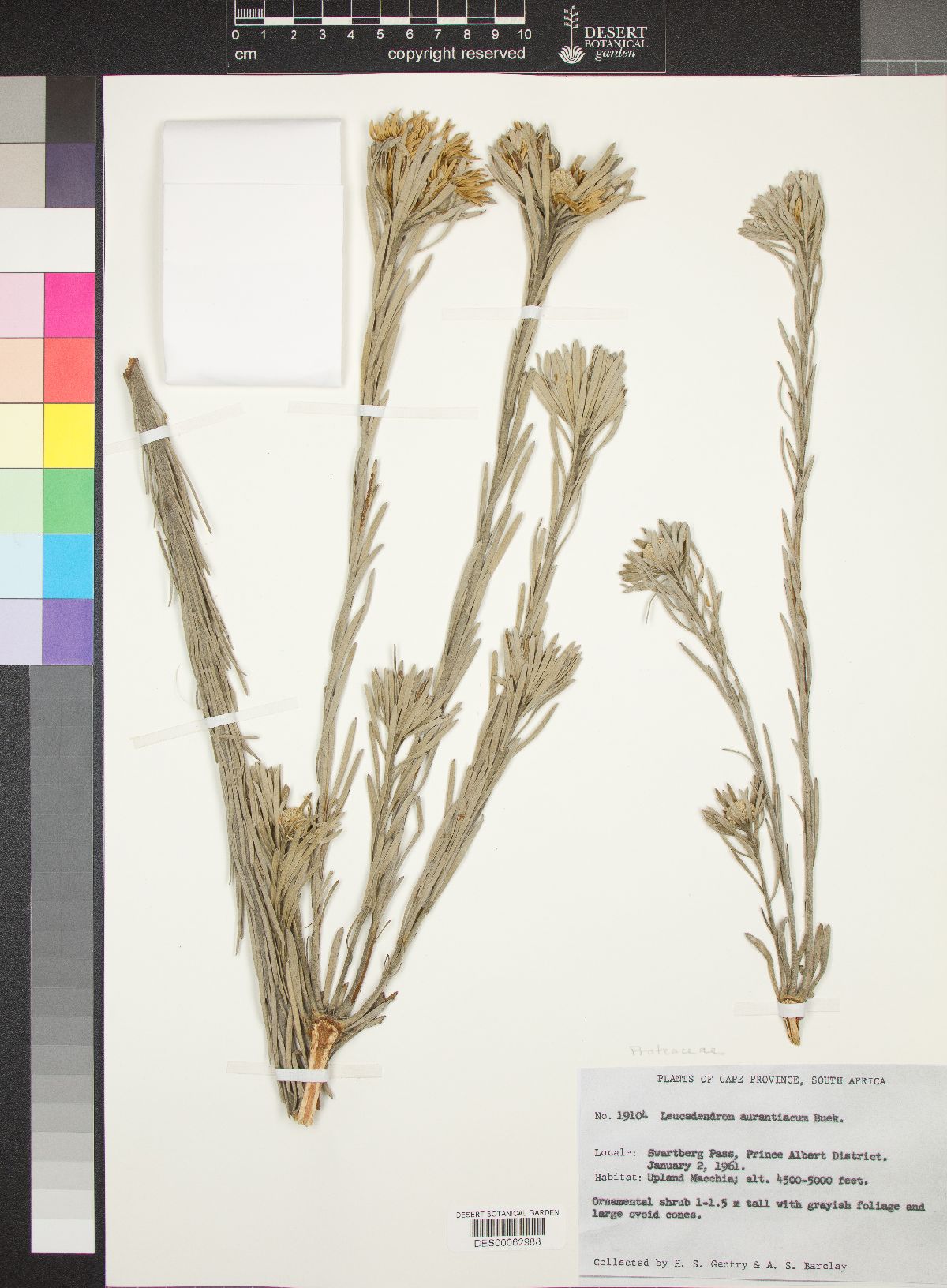 Leucadendron aurantiacum image