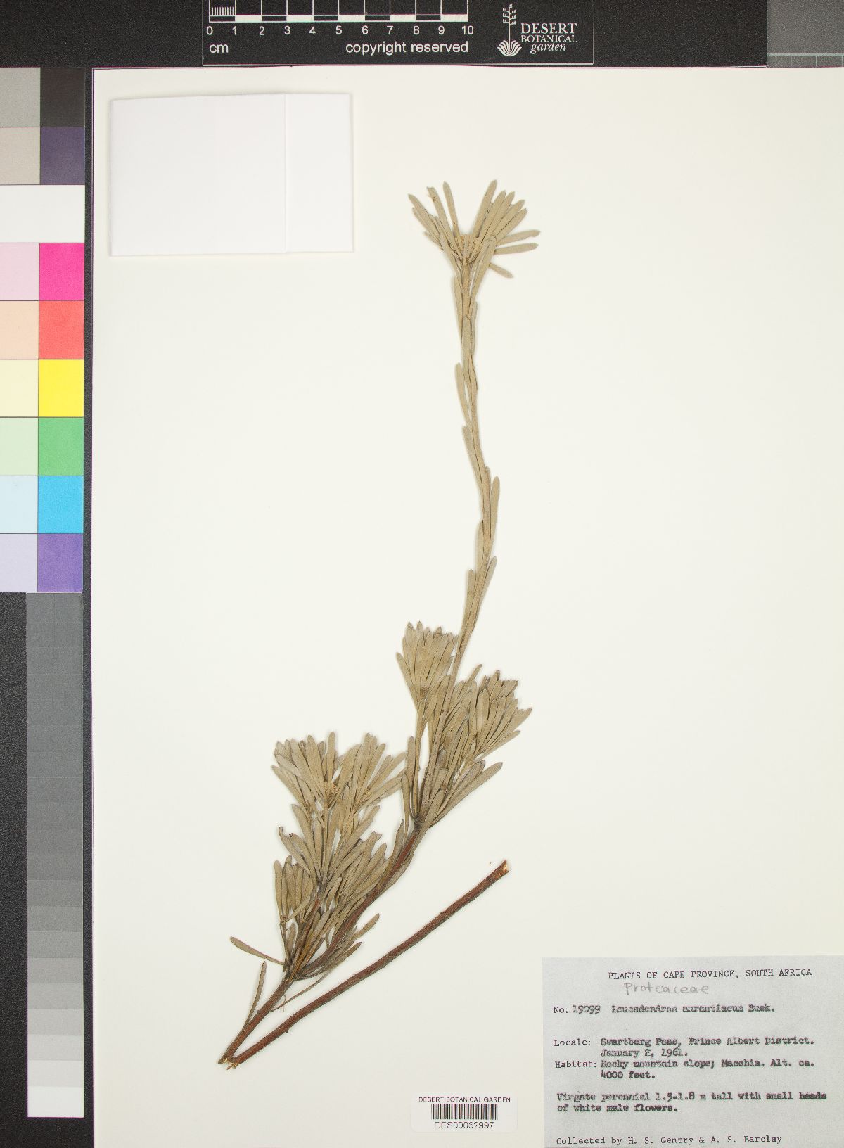 Leucadendron aurantiacum image