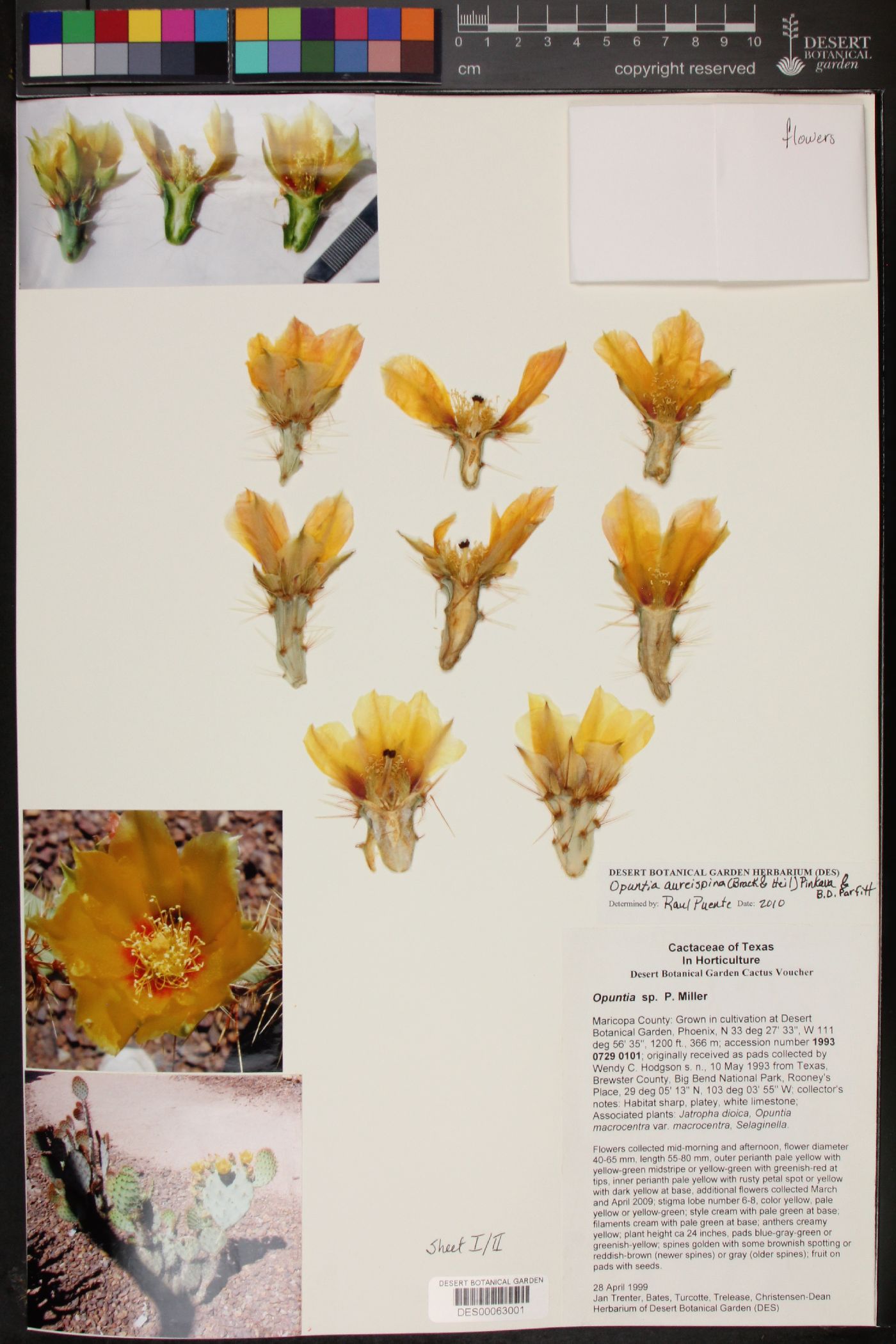 Opuntia aureispina image