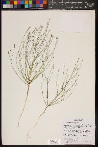 Linum aristatum image