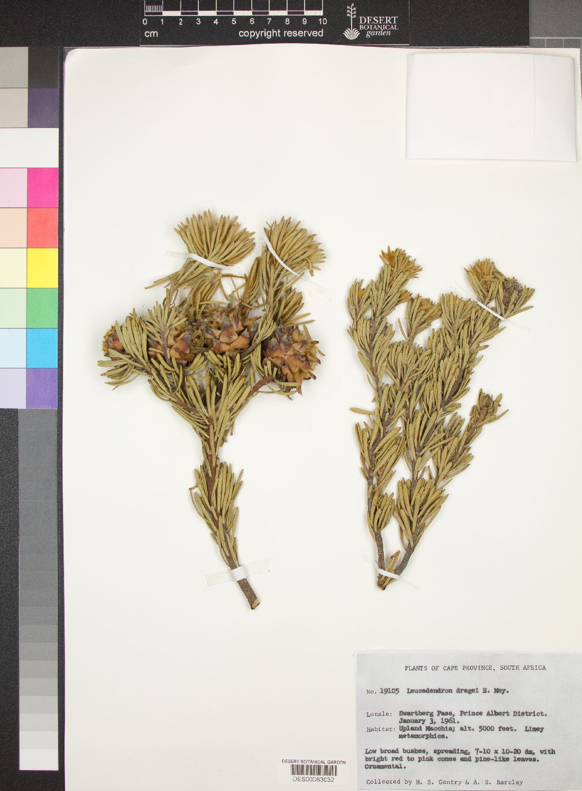 Leucadendron dregei image