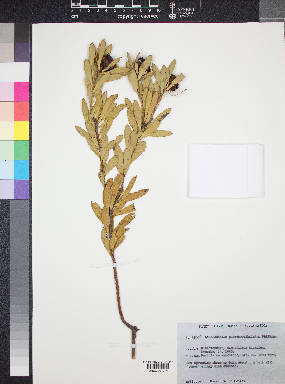 Leucadendron pseudospathulatum image