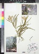 Chilopsis linearis image