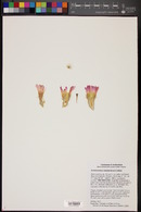 Echinocereus websterianus image