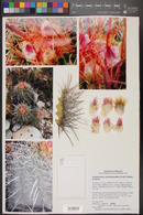 Echinocactus polycephalus image