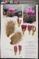 Echinocereus engelmannii image