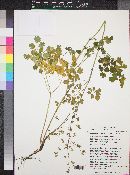 Thalictrum fendleri image