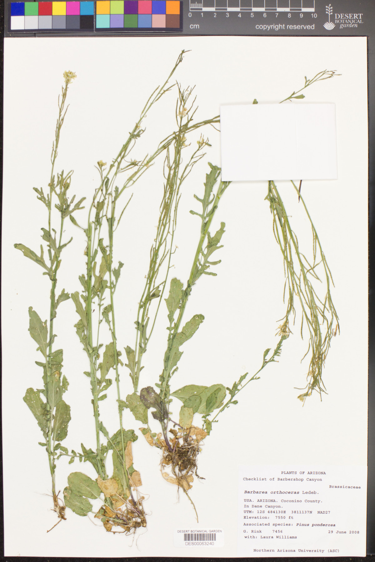 Phylica oleifolia image