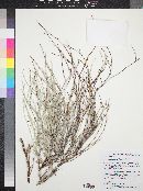 Eriogonum wrightii image