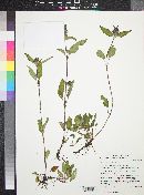 Prunella vulgaris image