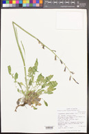 Caulanthus crassicaulis image