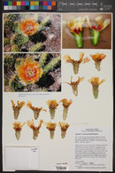 Opuntia phaeacantha image