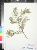 Pinus monophylla image