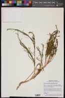 Ericameria paniculata image