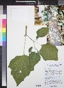 Datura wrightii image