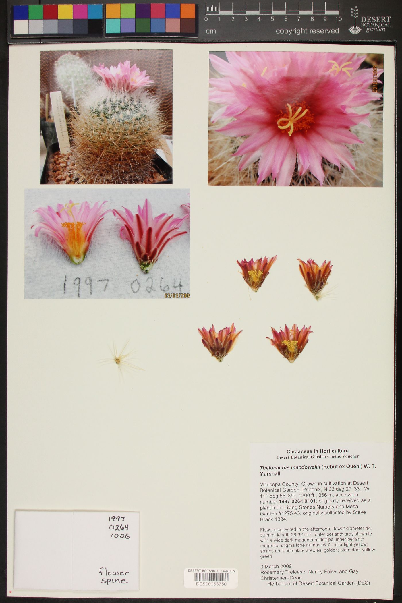 Thelocactus macdowellii image