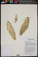 Opuntia anacantha image