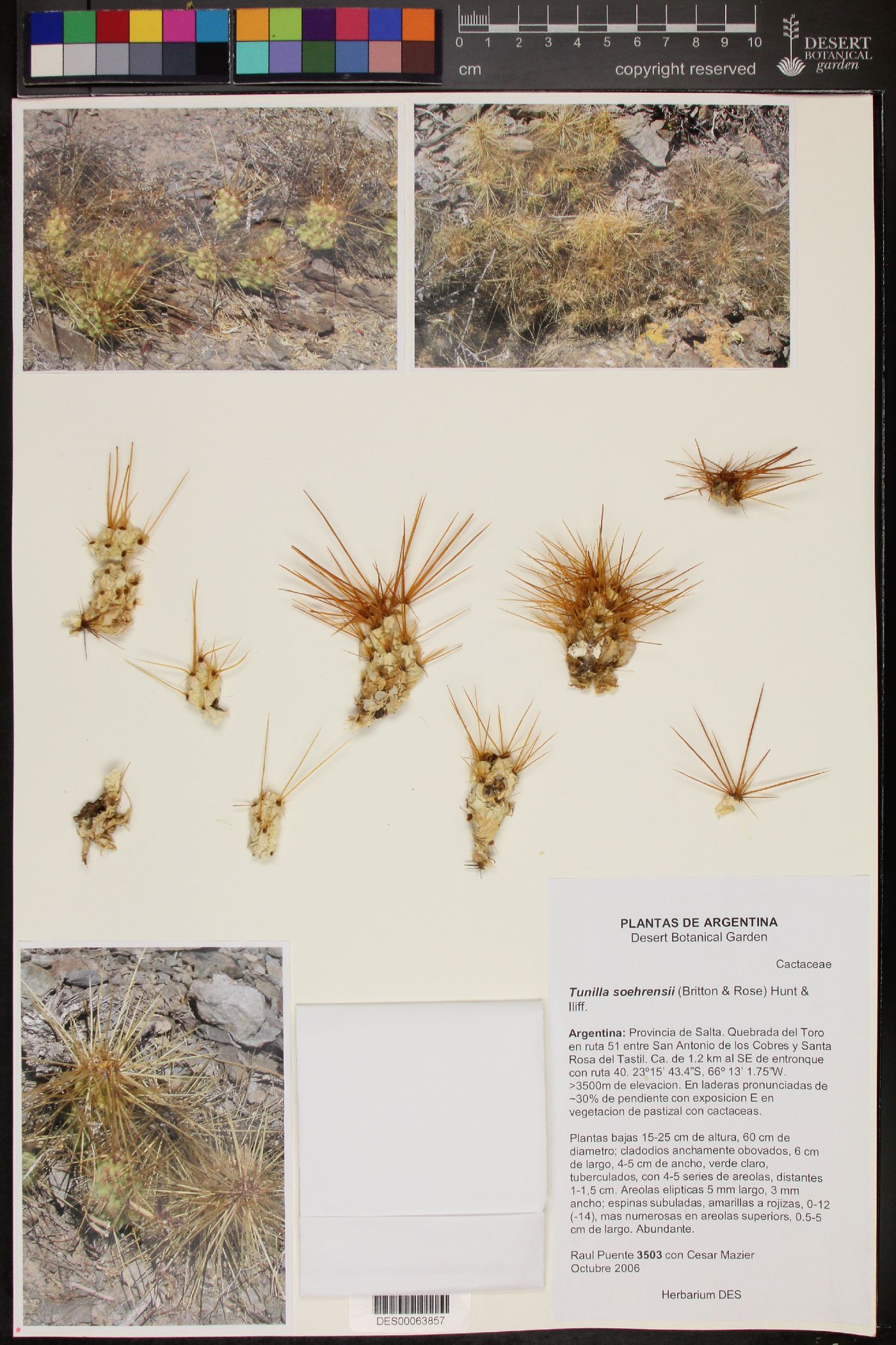 Tunilla soehrensii image