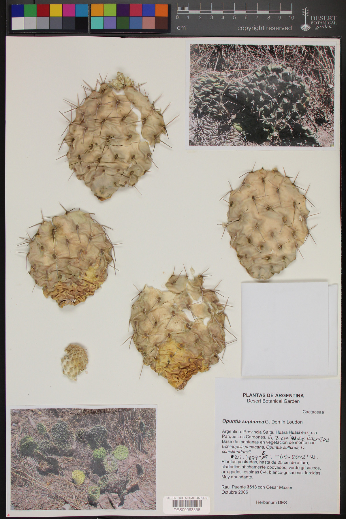 Opuntia sulphurea image