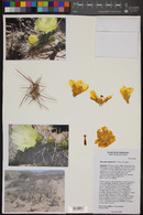 Opuntia sulphurea image