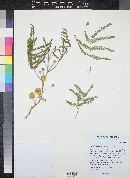 Acacia visco image