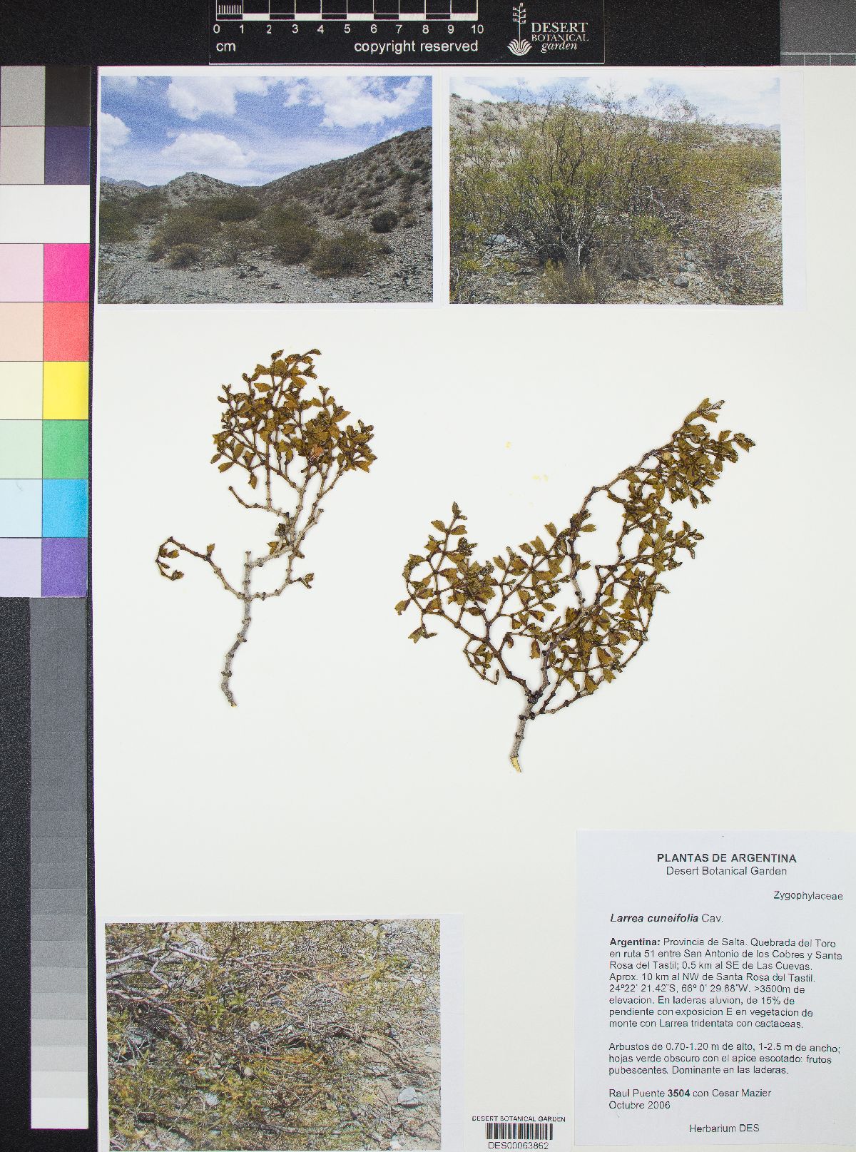 Larrea cuneifolia image