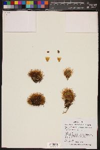 Mammillaria crinita image