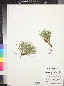 Chaetopappa ericoides image