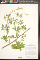 Lupinus latifolius subsp. leucanthus image