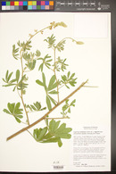 Lupinus latifolius image