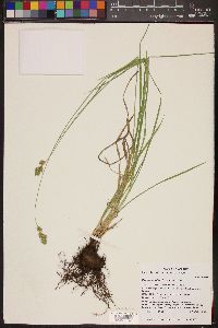 Carex wootonii image