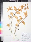 Yucca faxoniana image