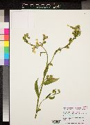 Nicotiana obtusifolia var. palmeri image