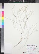 Eriogonum wrightii image