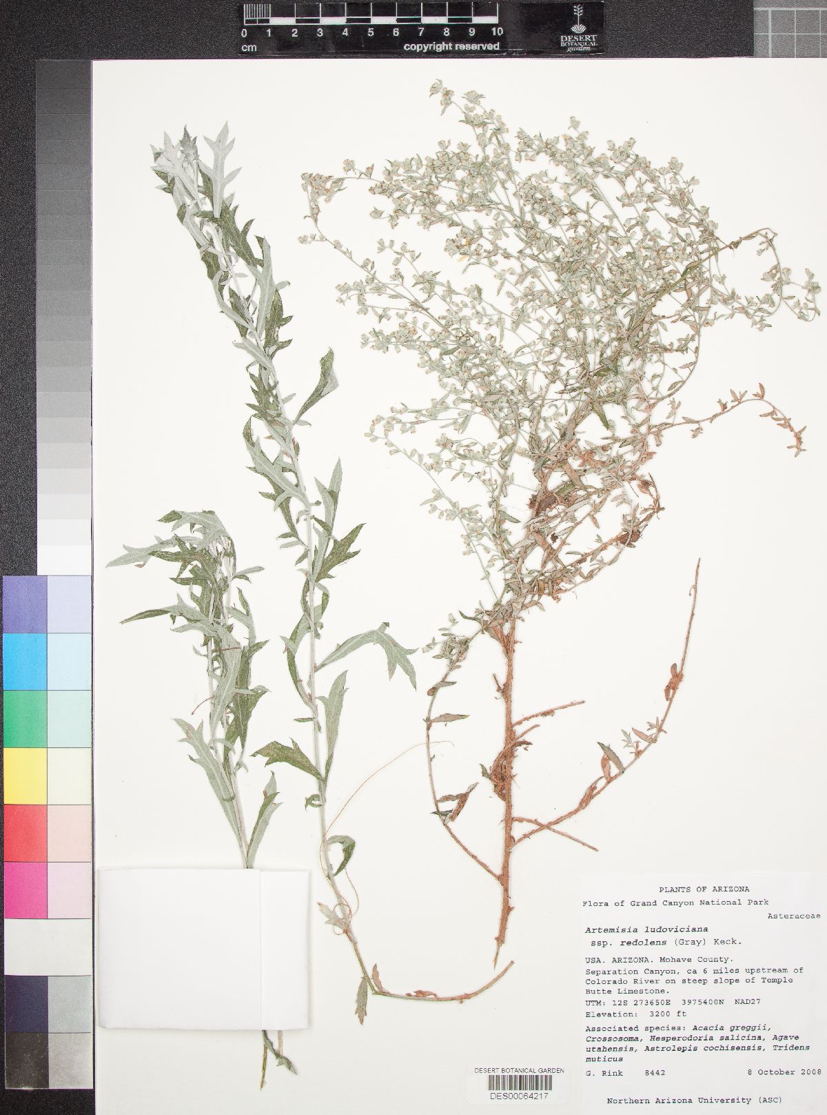 Artemisia ludoviciana subsp. redolens image