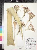 Agave × glomeruliflora image