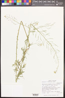 Descurainia adenophora image