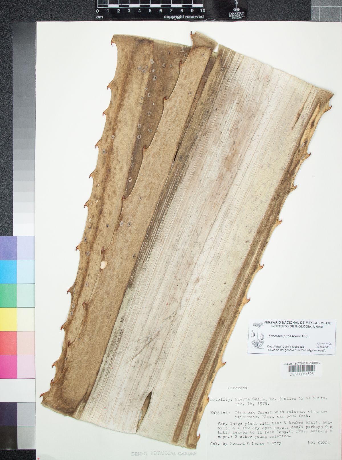 Furcraea pubescens image