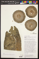 Browningia candelaris image