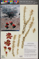 Cylindropuntia acanthocarpa image