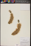 Image of Cylindropuntia x fosbergii