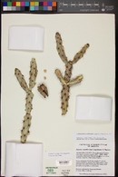 Cylindropuntia acanthocarpa image